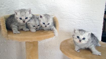 Reinrassige BKH Katzenbabys Babykatzen in silver tabby spotted shaded vom Züchter