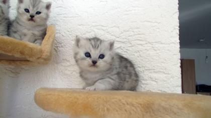 Reinrassige BKH Katzenbabys Babykatzen in silver tabby spotted shaded vom Züchter