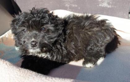 ( Pflegestelle gefunden ) Tulip - kleine süße Pudelmixdame muss von der Straße!