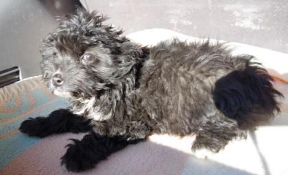 ( Pflegestelle gefunden ) Tulip - kleine süße Pudelmixdame muss von der Straße!