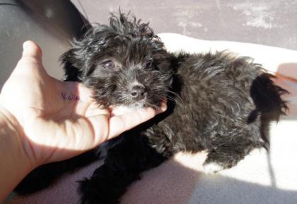 ( Pflegestelle gefunden ) Tulip - kleine süße Pudelmixdame muss von der Straße!