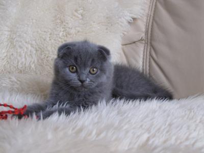 Mädchen Scottish Fold ( premium Linie)