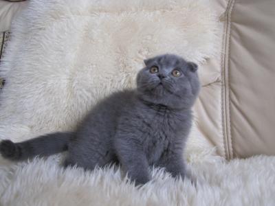 Mädchen Scottish Fold ( premium Linie)