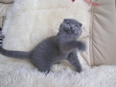 Mädchen Scottish Fold ( premium Linie)