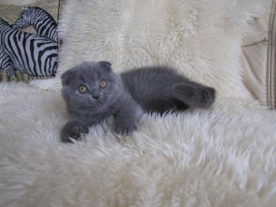 Mädchen Scottish Fold ( premium Linie)