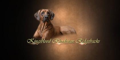 Kingsblood Rhodesian Ridgeback Zucht in Langenfeld stellt sich vor