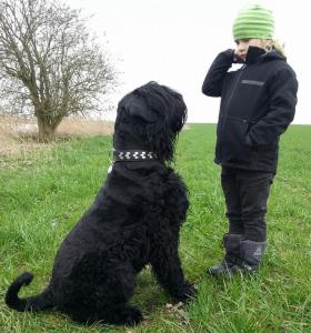 Russische Schwarze Terrierwelpen / Russischer Schwarzer Terrier