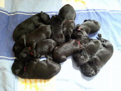 Russische Schwarze Terrierwelpen / Russischer Schwarzer Terrier