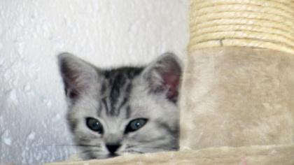 BKH Kitten Katzenbabys in black silver tabby classic Babykatzen vom Züchter, reinrassig