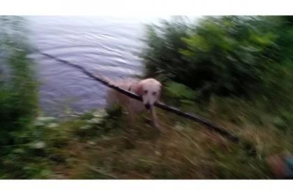 Labrador Welpe sucht ein Zuhause