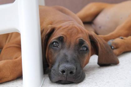 Rhodesian Ridgeback *WURFPLANUNG für Frühjahr 2015*