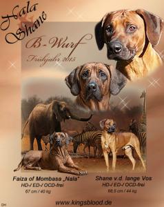 Rhodesian Ridgeback *WURFPLANUNG für Frühjahr 2015*