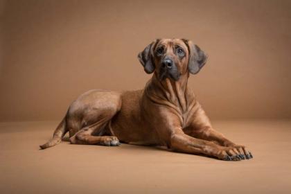 Rhodesian Ridgeback *WURFPLANUNG für Frühjahr 2015*