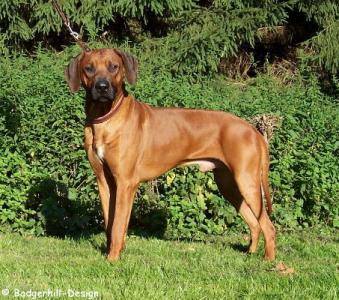 Rhodesian Ridgeback *WURFPLANUNG für Frühjahr 2015*