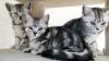 BKH Kitten Katzenbabys in black silver tabby classic Babykatzen vom Züchter, reinrassig