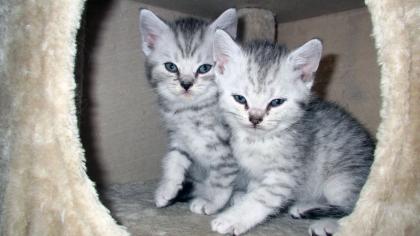 BKH Kater Katze Kitten Katzenbabies Babykatzen vom Züchter