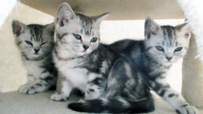 BKH Kater Kitten Katzenbabys in black silver tabby classic Babykatzen vom Züchter, reinrassig mit Papieren