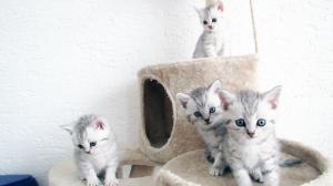 BKH Kater Katze Kitten Katzenbabies Babykatzen vom Züchter