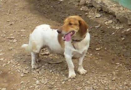 Katzenverträglicher Fly - knuffiger kleiner Hundemann, seit Welpenzeit im Tierheim