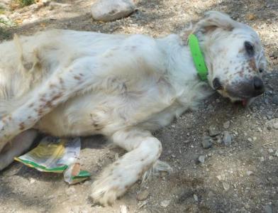 Lucy - engl. Setter für Liebhaber