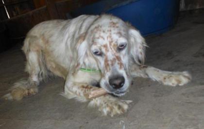 Lucy - engl. Setter für Liebhaber