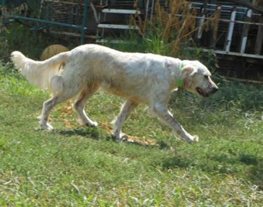 Lucy - engl. Setter für Liebhaber
