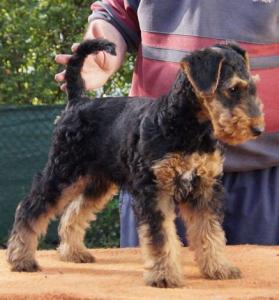 Airedale Terrier Welpem mit KfT / VDH Ahnentafel