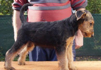 Airedale Terrier Welpem mit KfT / VDH Ahnentafel