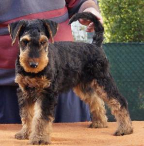 Airedale Terrier Welpem mit KfT / VDH Ahnentafel