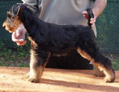 Airedale Terrier Welpem mit KfT / VDH Ahnentafel