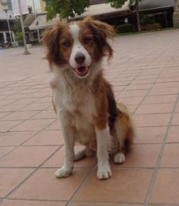Jackson Notfellchen -  freundlicher kleiner Mann sucht Zuhause!