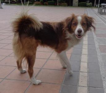 Jackson Notfellchen -  freundlicher kleiner Mann sucht Zuhause!