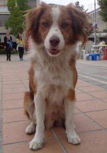 Jackson Notfellchen -  freundlicher kleiner Mann sucht Zuhause!