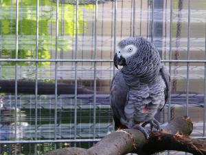 super zahmes Graupapageienmädchen ab  ein liebevolles neues zu Hause.