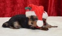 Ideales Geschenk für Weihnachten !  :) Süß Yorkshire Terrier Welpen !