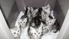 Reinrasige BKH Katzenbabys Babykatzen Kätzchen in black silver tabby classic vom Züchter