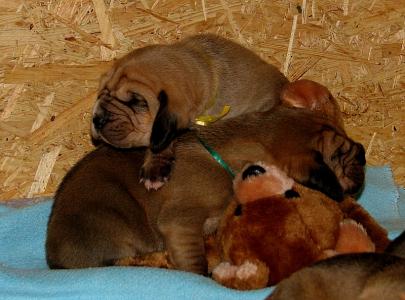 Bloodhoundwelpen suchen ab dem 27.2.2015 neues Zuhause
