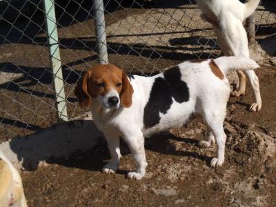 Daina - kleine Beagledame sucht nun Familie für IMMER !