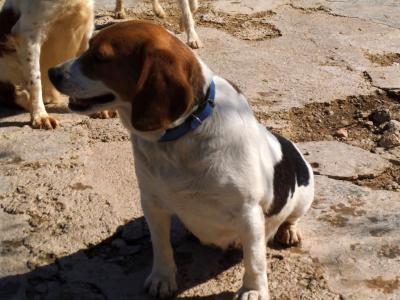 Daina - kleine Beagledame sucht nun Familie für IMMER !