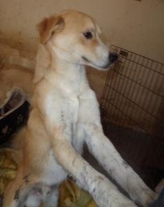 Fips Welpe - Pflegestelle gefunden