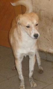 Fips Welpe - Pflegestelle gefunden