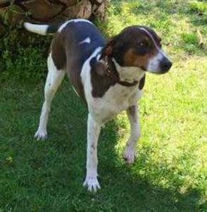 Laura Hündin-Reserviert - Pflegestelle in 55218 Ingelheim