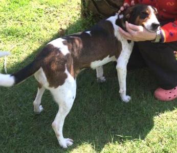 Laura Hündin-Reserviert - Pflegestelle in 55218 Ingelheim