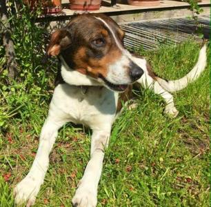 Laura Hündin-Reserviert - Pflegestelle in 55218 Ingelheim