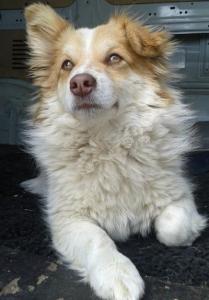 Flafy Welpe - Reserviert