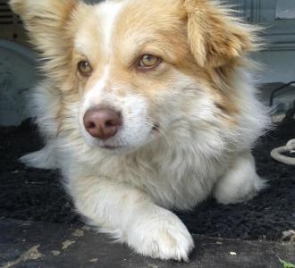 Flafy Welpe - Reserviert