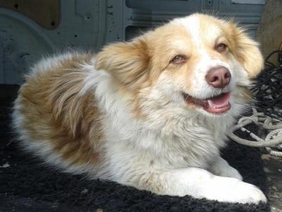 Flafy Welpe - Reserviert