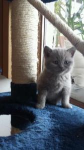 4 Liebevolle BKH Kitten Blue/Fawn mit Stammbaum