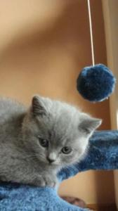 4 Liebevolle BKH Kitten Blue/Fawn mit Stammbaum