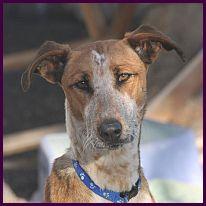 Feli, sportliche Podenco-Mix-Hündin